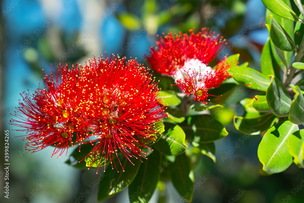 Brilliant red pohutukawa bloom on base of Mount Maunganui Brilliant red pohutukawa bloom on base of Mount Maunganui