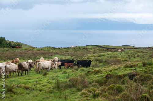 Azores cows