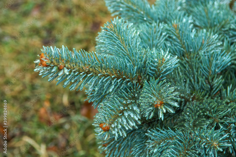 christmas tree branches christmas tree branches
