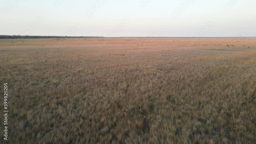 High view of a group of Emus slowing wandering through a field of tall dry grass in outback Australia High view of a group of Emus slowing wandering through a field of tall dry grass in outback Australia