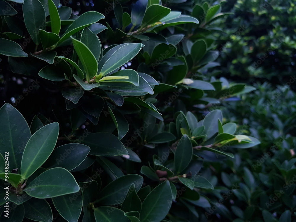 Dark leaves, blurred background
Dark leaves, blurred background