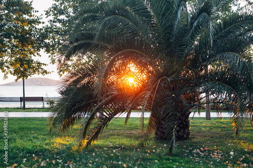 sun shining through trees