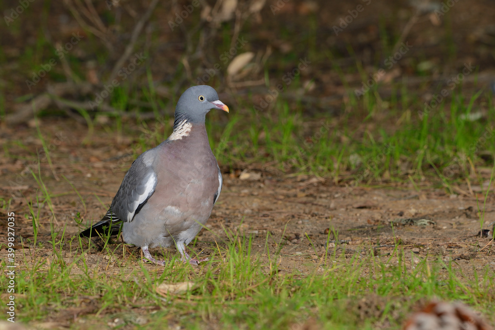 paloma torcaz en el suelo del bosque (columba palumbus) paloma torcaz en el suelo del bosque (columba palumbus)
