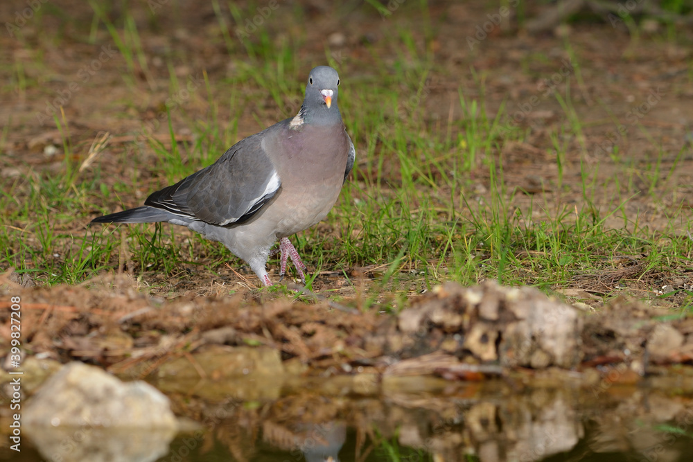 paloma torcaz en el suelo del bosque (columba palumbus) paloma torcaz en el suelo del bosque (columba palumbus)