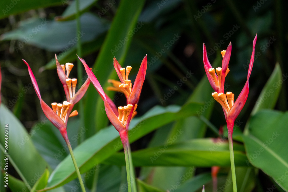 Obraz premium flower trio