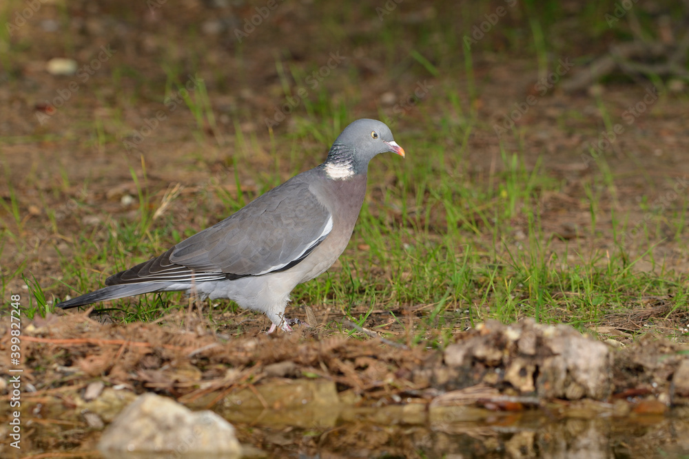 paloma torcaz en el suelo del bosque (columba palumbus) paloma torcaz en el suelo del bosque (columba palumbus)