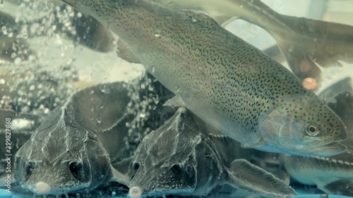 Fototapeta Naklejka Na Ścianę i Meble -  Fish of the sturgeon family swims in the store aquarium. Sale of live fish grown on fish farms. International, Latin name Acipenseridae