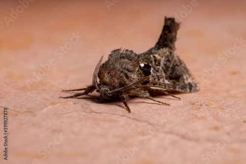 Adult Carpenter Moth photo