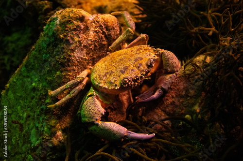 Crab resting on a stone