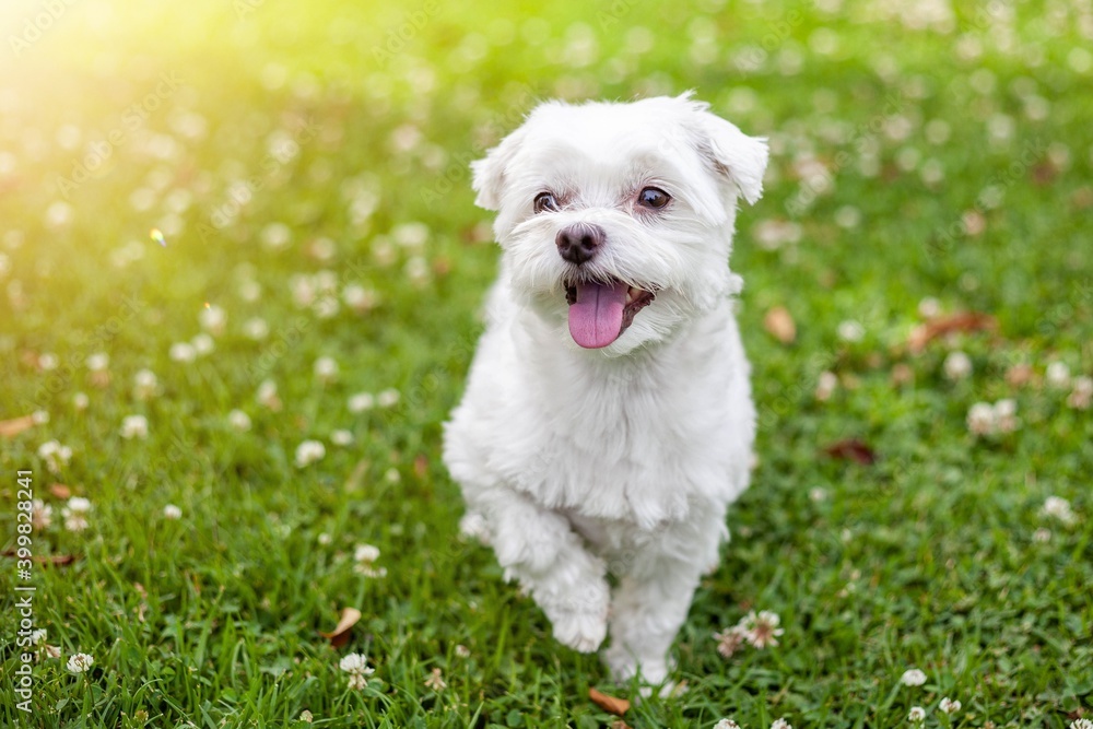 
Happy Puppy playing in spring Maltese bichon