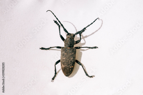 Photo Longhorn beetle