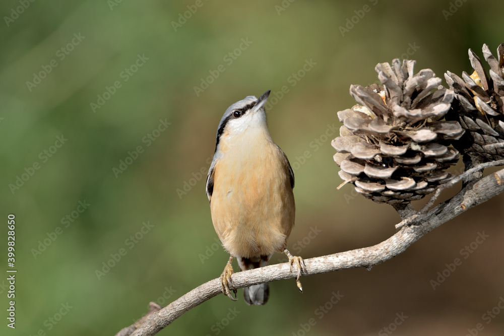 Fototapeta premium trepador azul en la rama de un pino con una piña (sitta europaea)