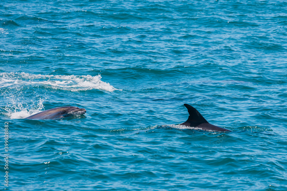 Obraz premium Pair of dolphins in Bay of Islands, New Zealand