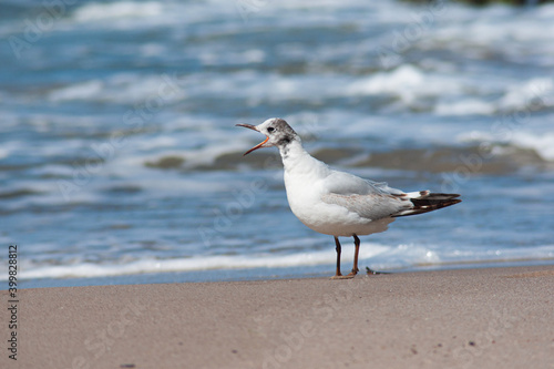 seagull on the beach © MarTar