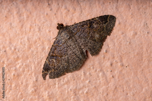 Adult Underwing moth photo