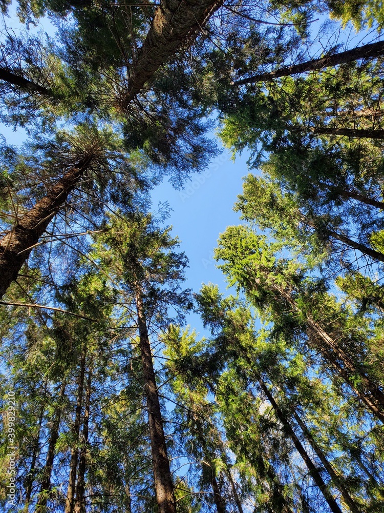 Fototapeta premium Tall Trees in the fairy forest.