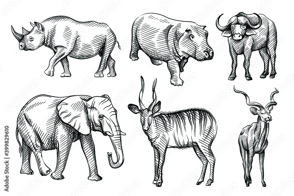 Hand-drawn black and white sketch set of wild animals from Africa