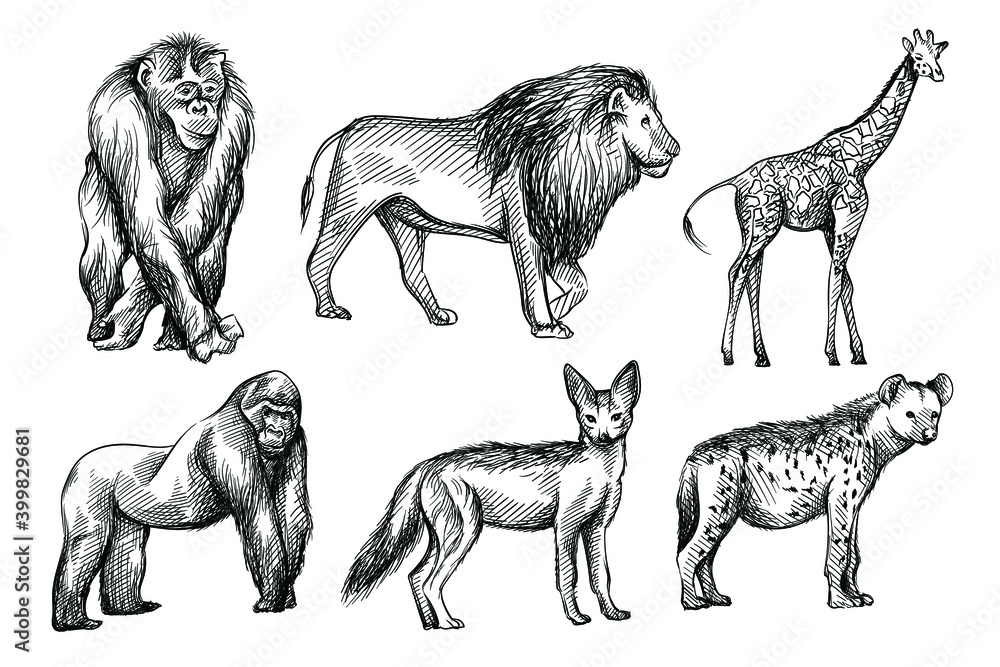 Hand-drawn black and white sketch set of wild animals from Africa
