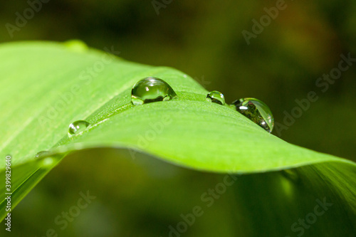 dew on leaf