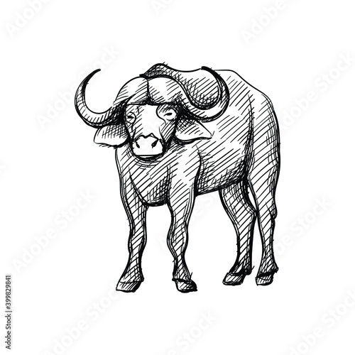 Hand-drawn black and white sketch of african buffalo on a white background. Wild life. Wild animals. Buffalo, bison, ox
