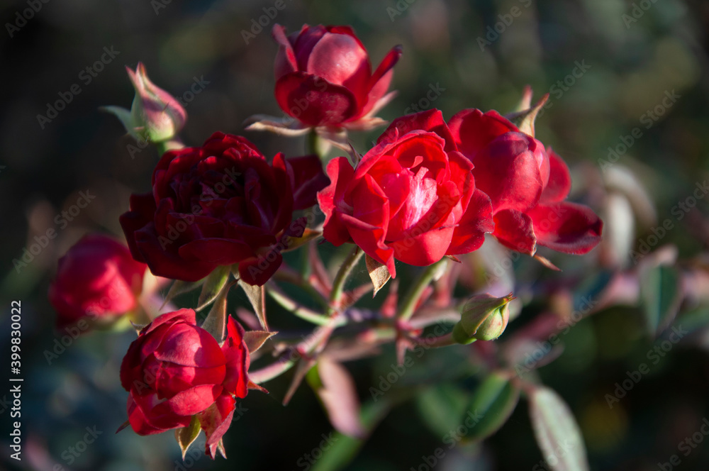 Bush of red roses Bush of red roses
