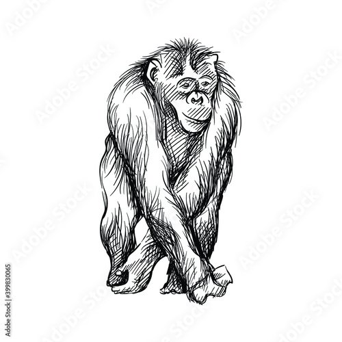 Hand-drawn black and white sketch of chimpanzee on a white background. Wild life. Wild animals. Black and white chimpanzee, chimp, monkey