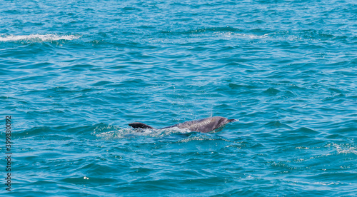 Dolphin in Bay of Islands  New Zealand