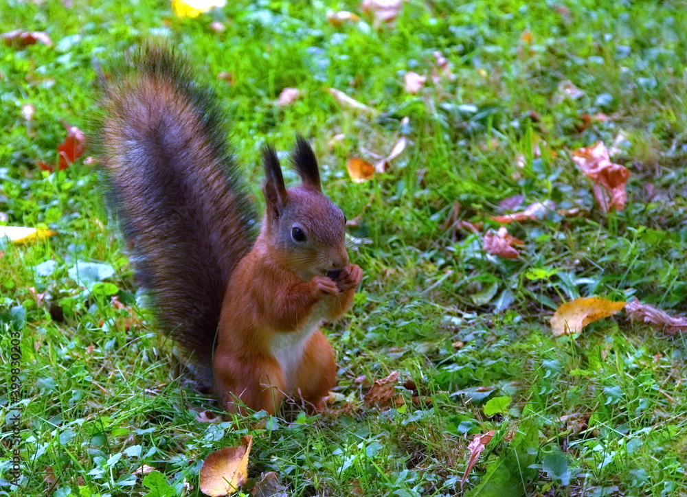 Little squirrel. Red forest squirrel. Squirrel in the park in summer. Little squirrel. Red forest squirrel. Squirrel in the park in summer.
