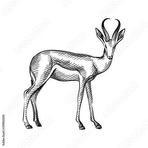 Hand-drawn black and white sketch of adult antelope with big long horns on a white background. Wild life. Wild animals. Antelope, deer, gazelle