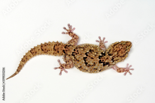 Bibron's gecko // Bibrons Dickfingergecko (Chondrodactylus bibronii) photo