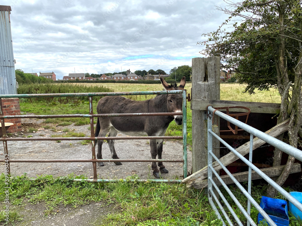 Brown donkey, waiting by the gate, on a cloudy day in, East Ardsley, Wakefield, UK