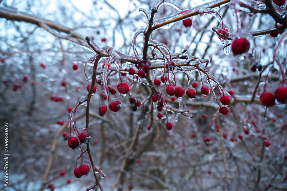 bushes of red berries under ice on a winter day bushes of red berries under ice on a winter day
