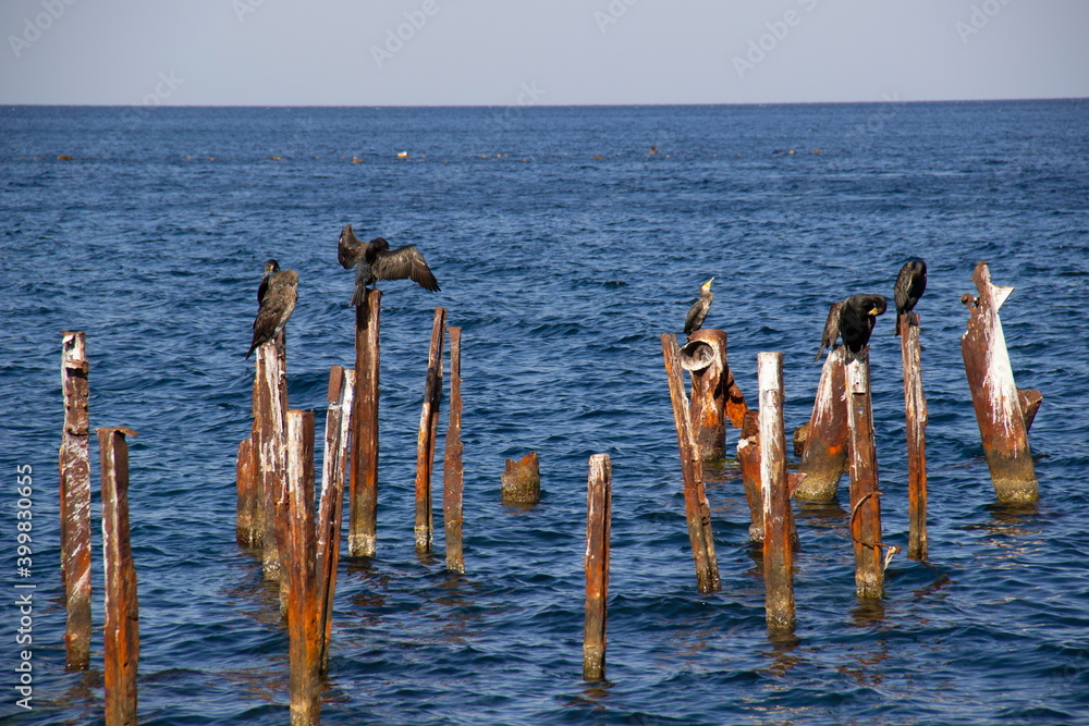 Birds rest on metal piles