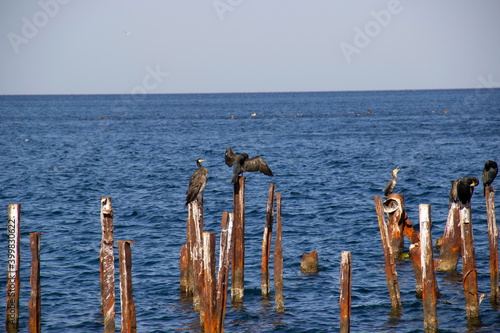 Birds rest on metal piles © Evgeniy