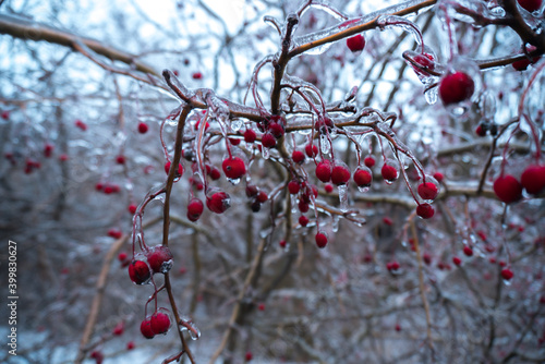 bushes of red berries under ice on a winter day