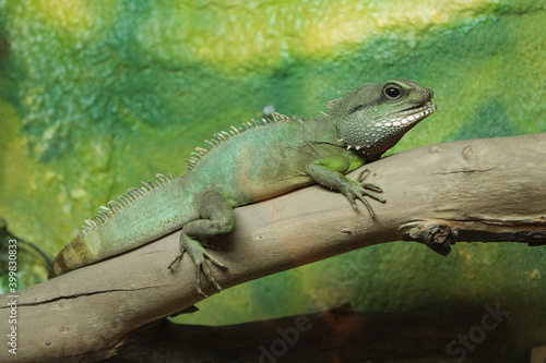 green lizard on a branch