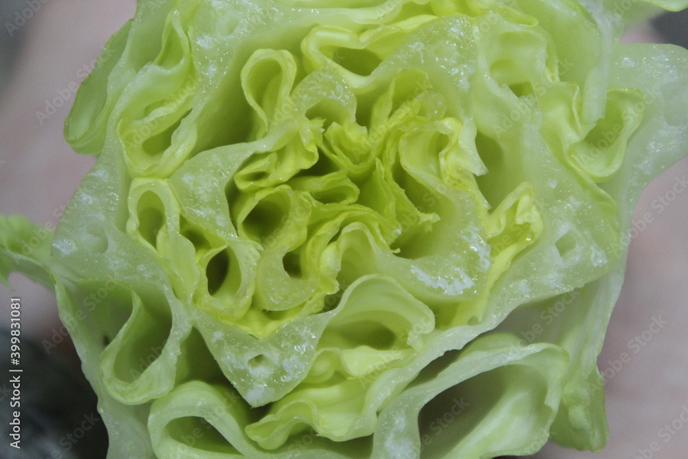fresh green lettuce fresh green lettuce