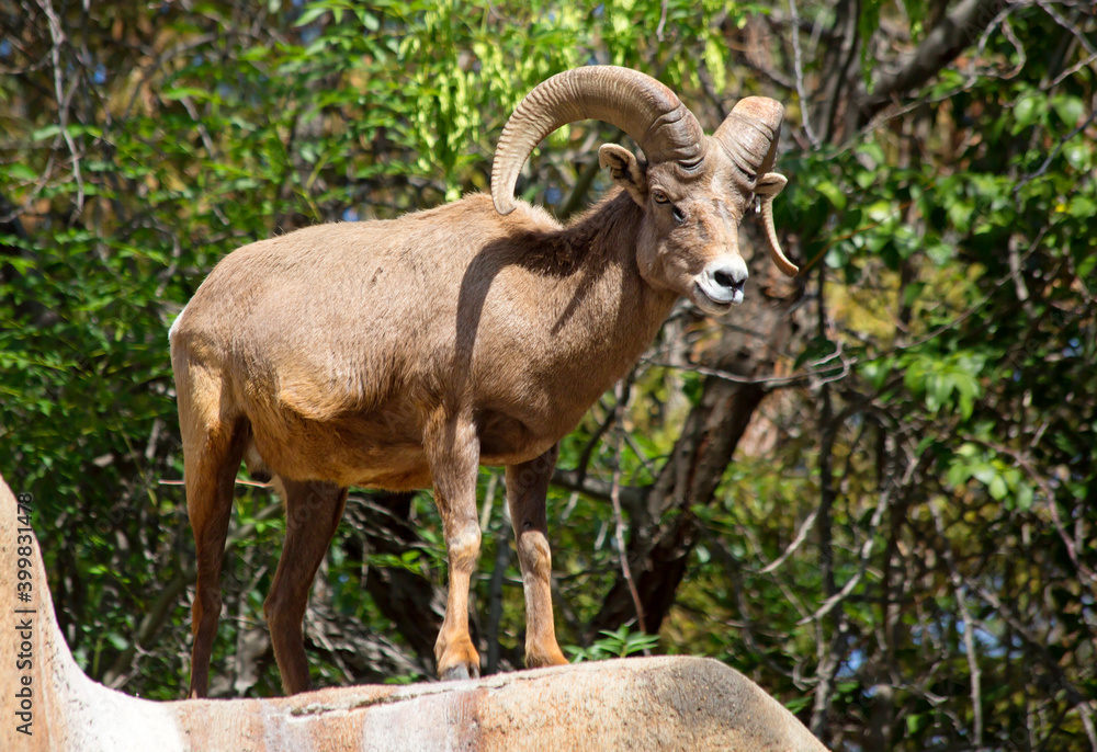 Fototapeta premium Desert Bighorn Sheep. It lives in the deserts of the intermontane western and southwestern regions of the United States, as well as northwestern Mexico.