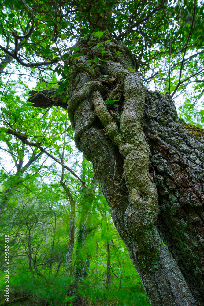 Fototapeta premium Gorbeia Natural Park, Alava, Basque Country, Spain, Europe