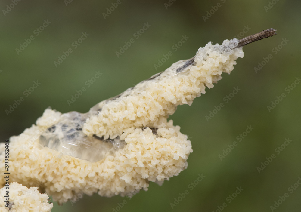 Naklejka premium Mucilago crustacea Dog Vomit Slime Mold organism that reproduces by spores appears in very humid times on grasses and plant material in meadows