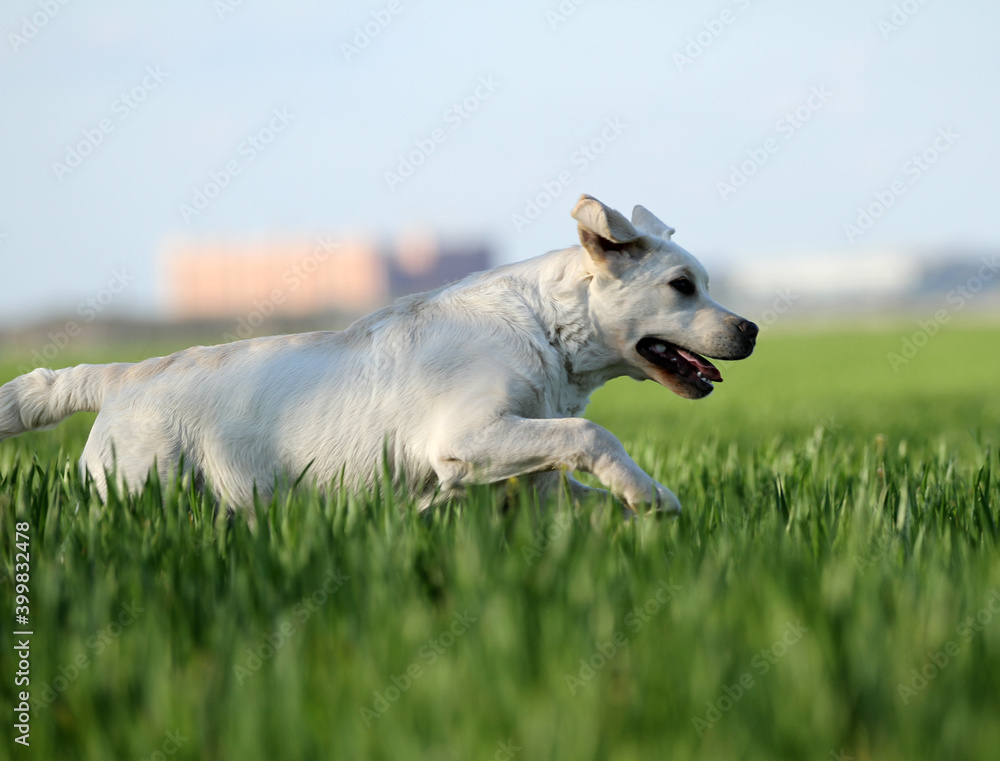 the sweet yellow labrador in the park the sweet yellow labrador in the park