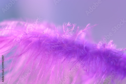 A small drop of water on a purple feather. Beautiful abstract macro. Spring tender background. Selective focus.