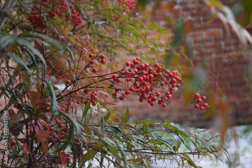 Red winter berries on a snowy day