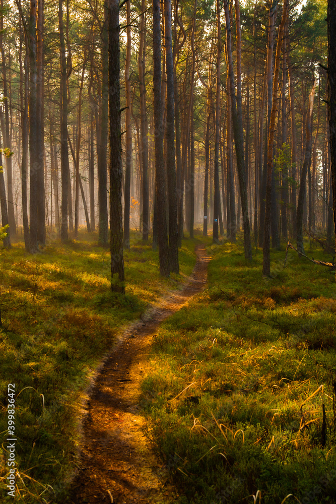 Obraz premium autumn path in the forest