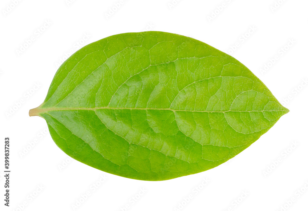 Obraz premium Persimmon leaves isolated on white