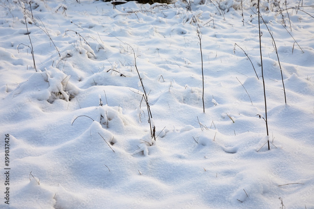 Fresh first snow covering the ground, winter meadow Fresh first snow covering the ground, winter meadow