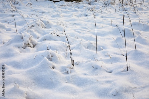 Fresh first snow covering the ground, winter meadow