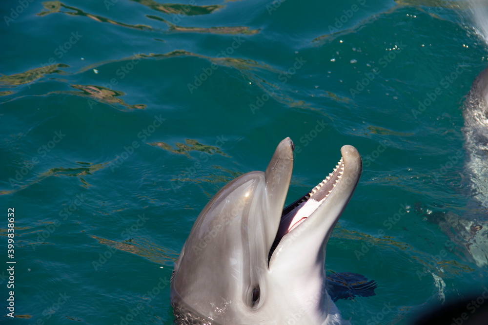 Obraz premium Dolphin is waiting for instructions from the trainer