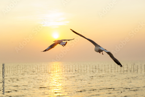 Pictures of seagulls flying in the sky and the sunset