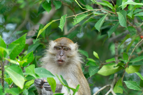 Photography A macaque monkey at a national park in Kuala Selangor, Malaysia.